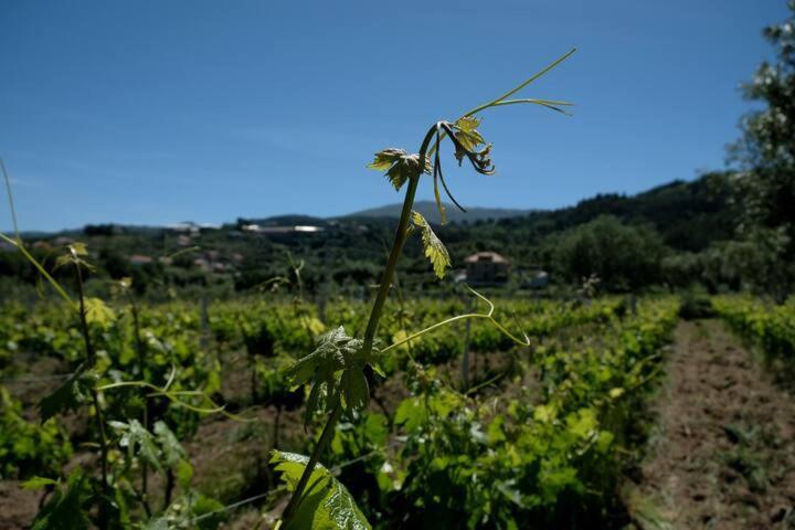 Quinta De Vodra Villa Seia Buitenkant foto