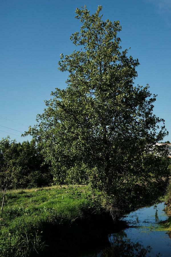 Quinta De Vodra Villa Seia Buitenkant foto